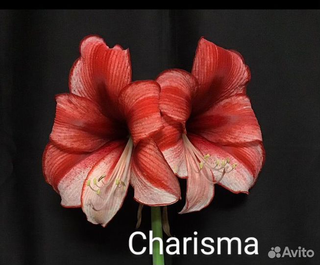 Гиппеаструм