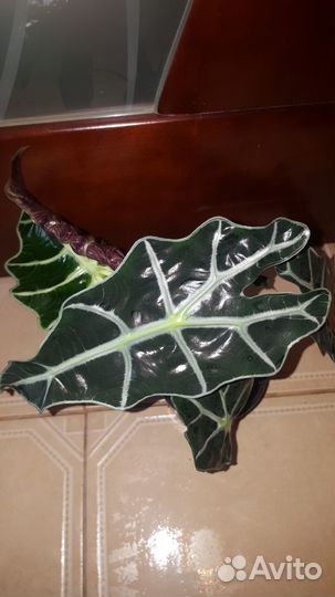 Алоказия полли