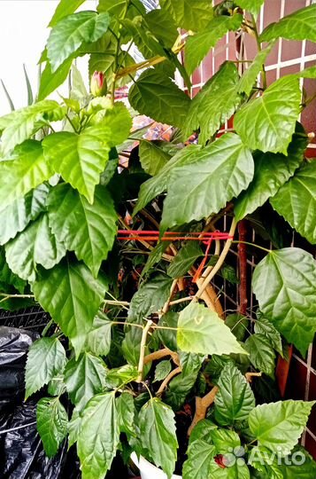 Гибискусы комнатные 4 вида