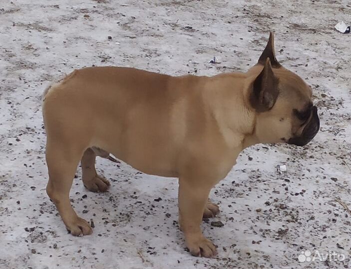 Вязка палевый кобель