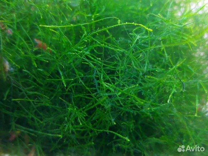 Аквариумные растения+креветки вишенка