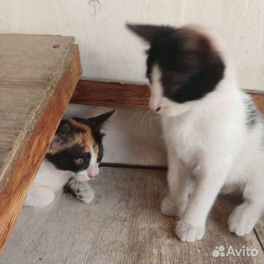 Котята в добрые руки бесплатно