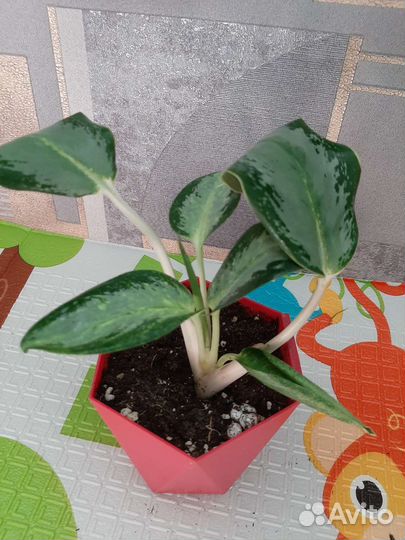 Аглаонема уши слона