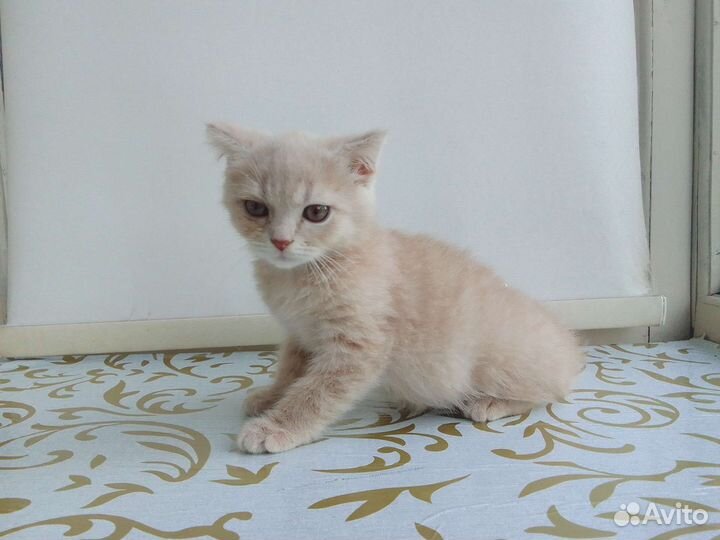 Рыжие вислоухие котята