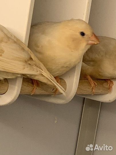 Зебровые амадины