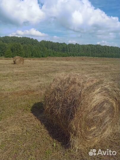 Сено в рулонах