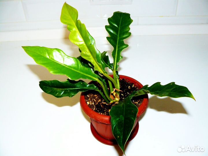 Комнатные растения