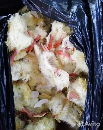 Мясо для собак