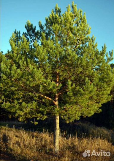 Сосна из питомника