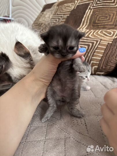 Британские котята