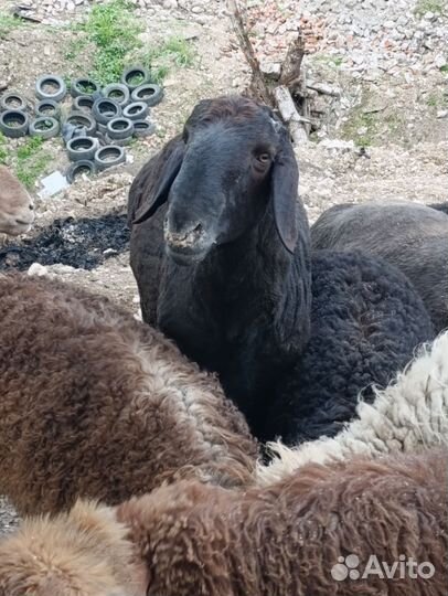 Баран чистый Гисар