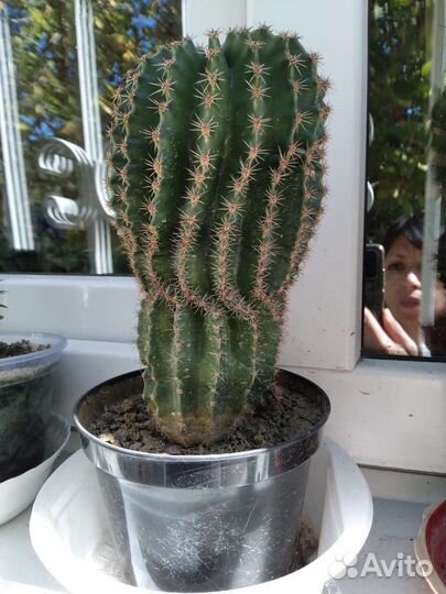 Кактусы Эхинопсис