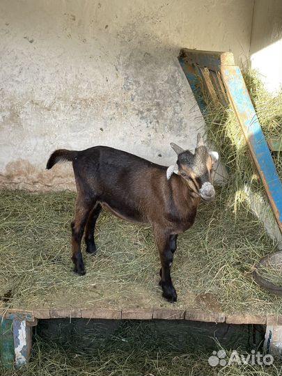 Козлята и коза