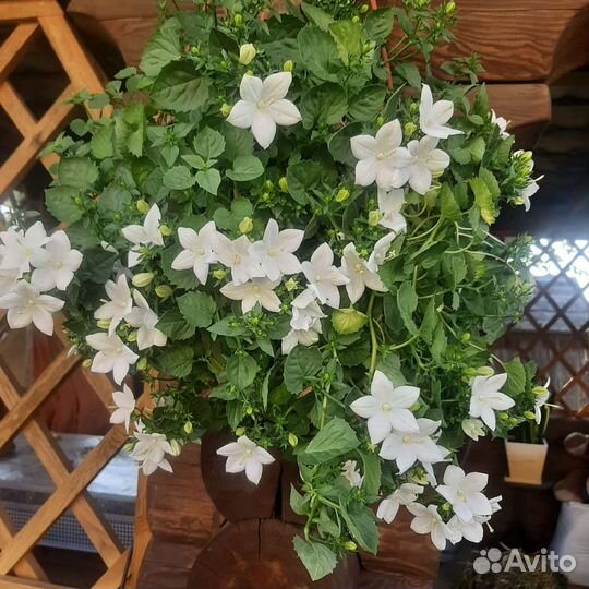 Цветы жених и невеста