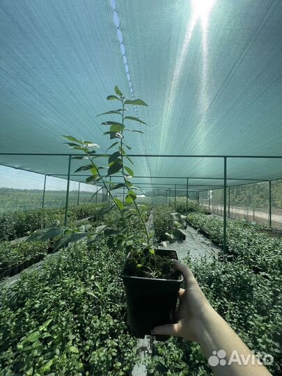 Голубика саженцы