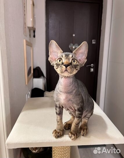 Котята девон-рекс