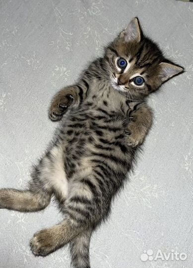 Котята в добрые руки бесплатно