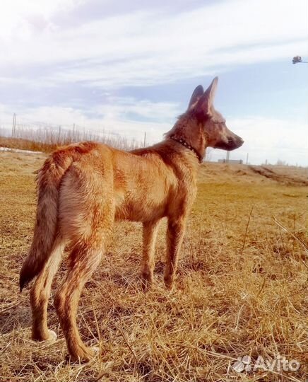 Собака в добрые руки