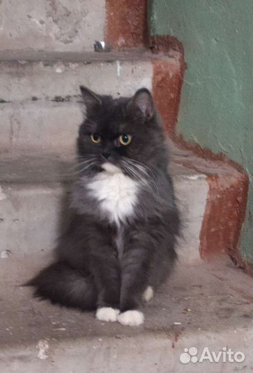 В добрые руки