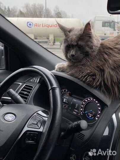 Чип-тюнинг, активация допов, прошивка, обновление