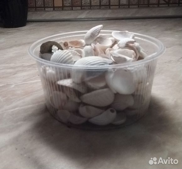 Ракушка мелкая