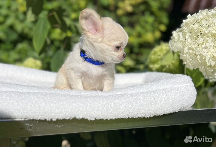 Щенки чихуахуа кремовый блондин
