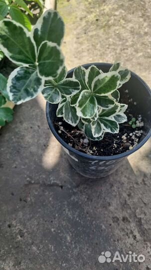 Берисклет форчуна японский