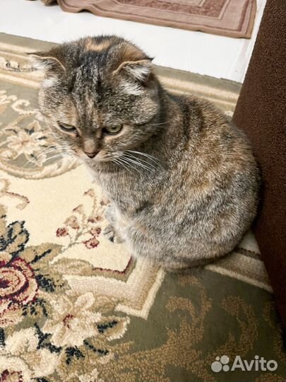 Шотландская Кошка