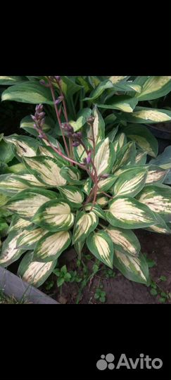 Хосты новинки