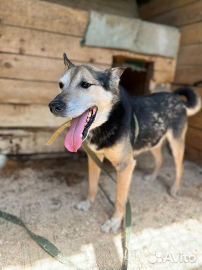 Помогите собаке из приюта