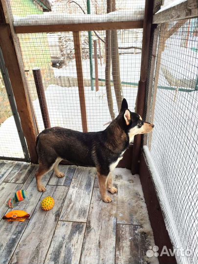 Метис хаски в добрые руки