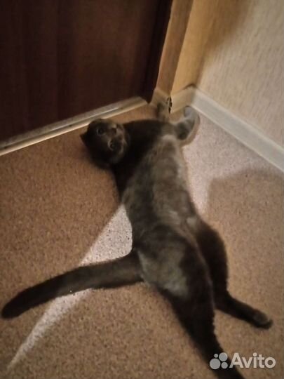 Отдам кота британца в добрые руки