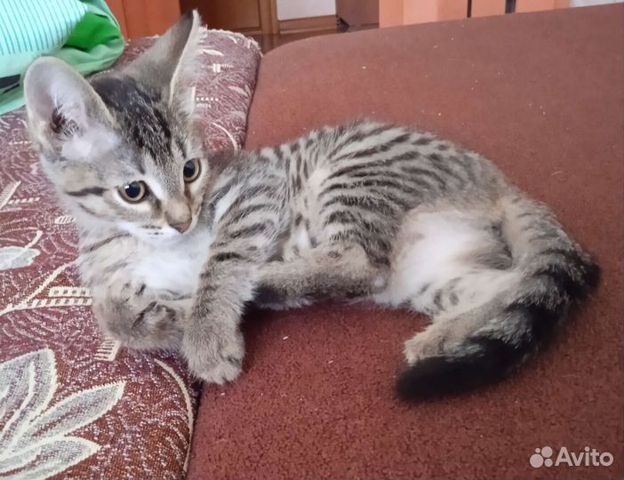 Кошка в дар бесплатно