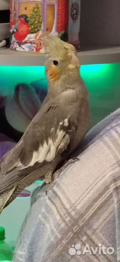 Попугай корелла мальчик ручной