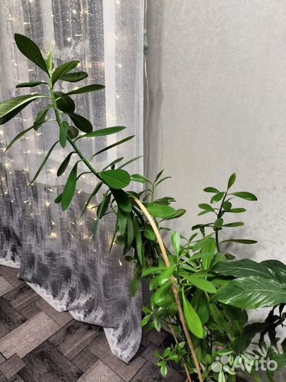 Синадениум