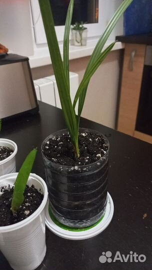 Комнатные растения цветы