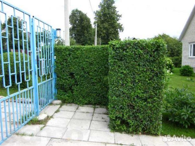 Саженцы бирючины колоновидной