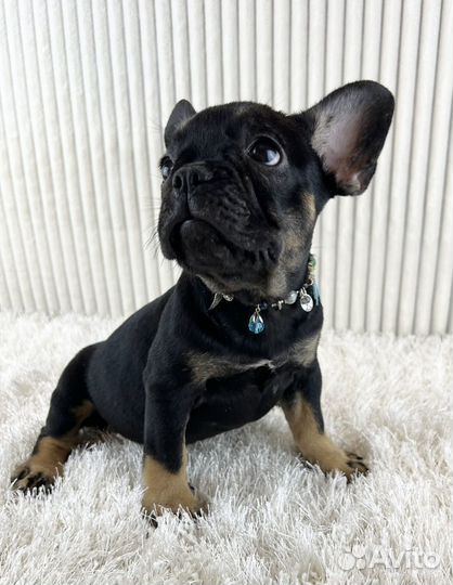 Девочка Блек тан