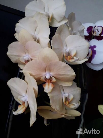 Phalaenopsis Golden River