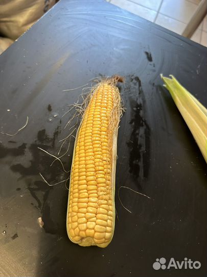 Кукуруза