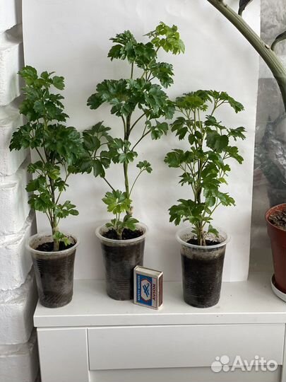 Комнатные растения. Полисциас