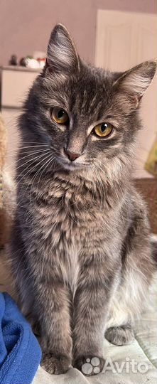 Кошка