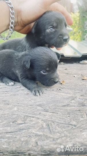 Отдам бесплатно щенки