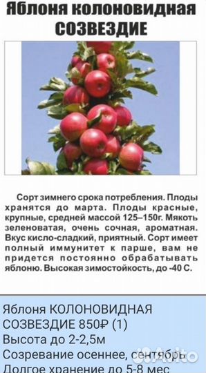 Саженцы яблони плодовых деревьев Антоновка Услада