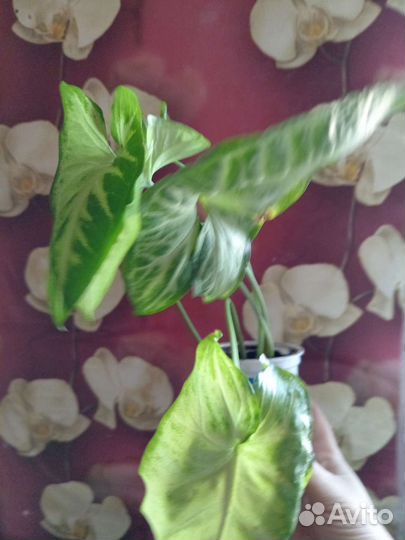 Продам сингониум