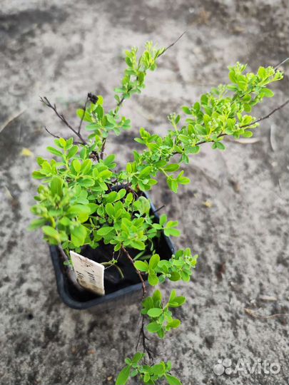 Саженцы Спирея Snowmound (Снежная Гора)