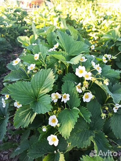 Саженцы клубники 