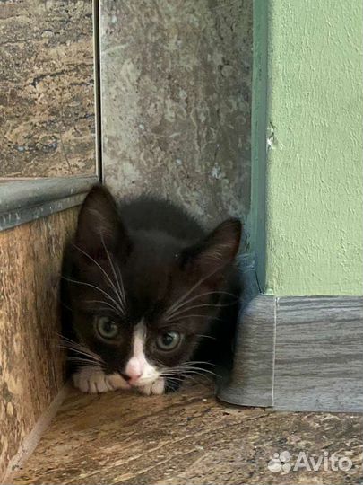 Милые котята бесплатно