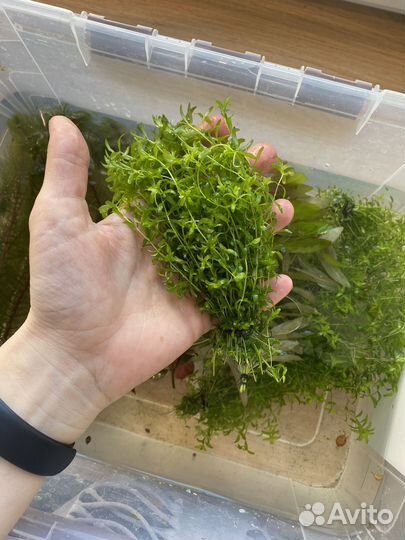 Растения для аквариума