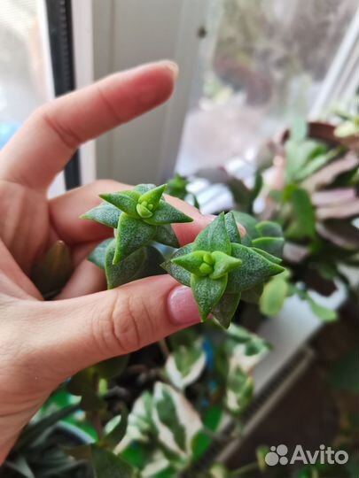 Суккуленты